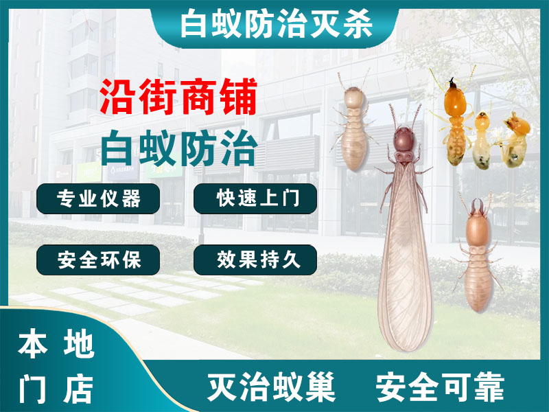 桐庐县沿街商铺白蚁防治