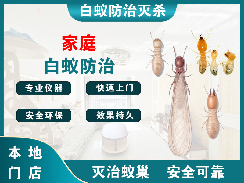 桐庐县家庭白蚁防治