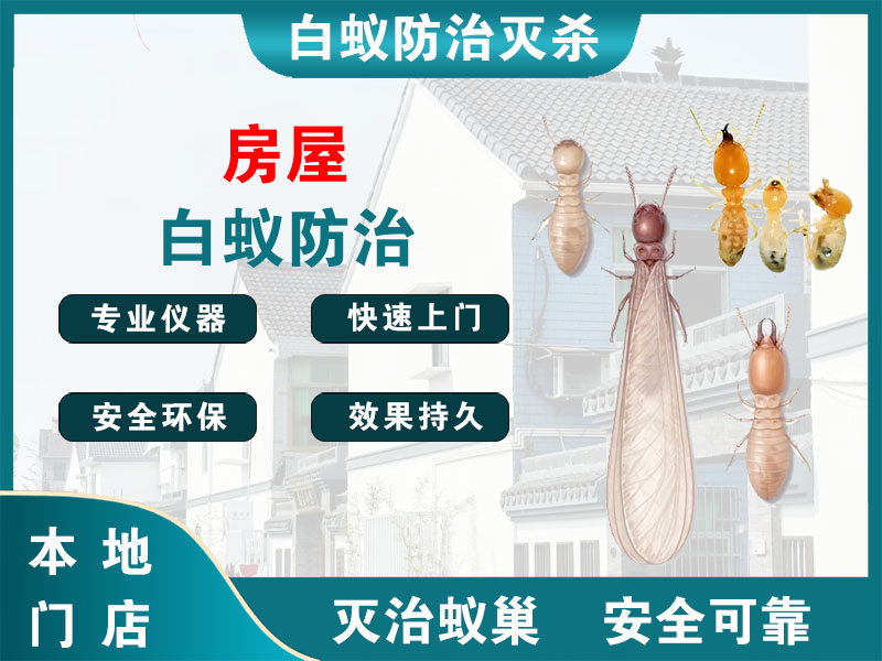 桐庐县房屋白蚁防治